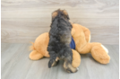 Best Mini Schnoodle Baby