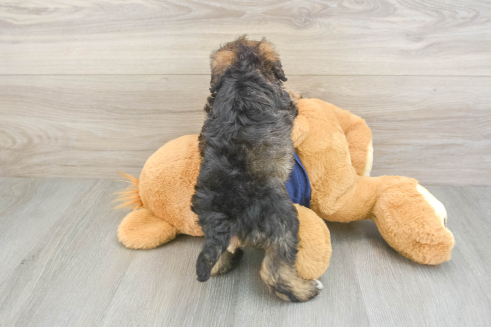 Best Mini Schnoodle Baby