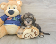 9 week old Mini Schnoodle Puppy For Sale - Florida Fur Babies