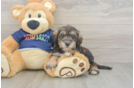 Cute Mini Schnoodle Poodle Mix Pup