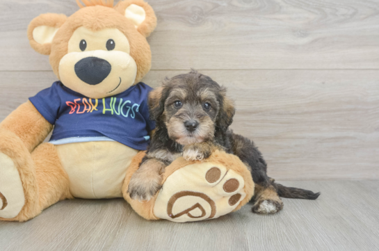 Cute Mini Schnoodle Poodle Mix Pup