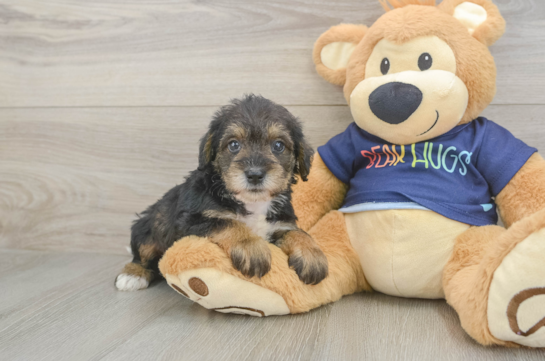 Cute Mini Schnoodle Poodle Mix Puppy