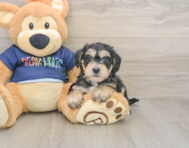 7 week old Mini Schnoodle Puppy For Sale - Florida Fur Babies