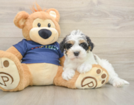 5 week old Mini Schnoodle Puppy For Sale - Florida Fur Babies
