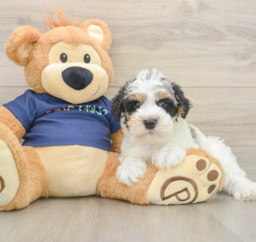 7 week old Mini Schnoodle Puppy For Sale - Florida Fur Babies
