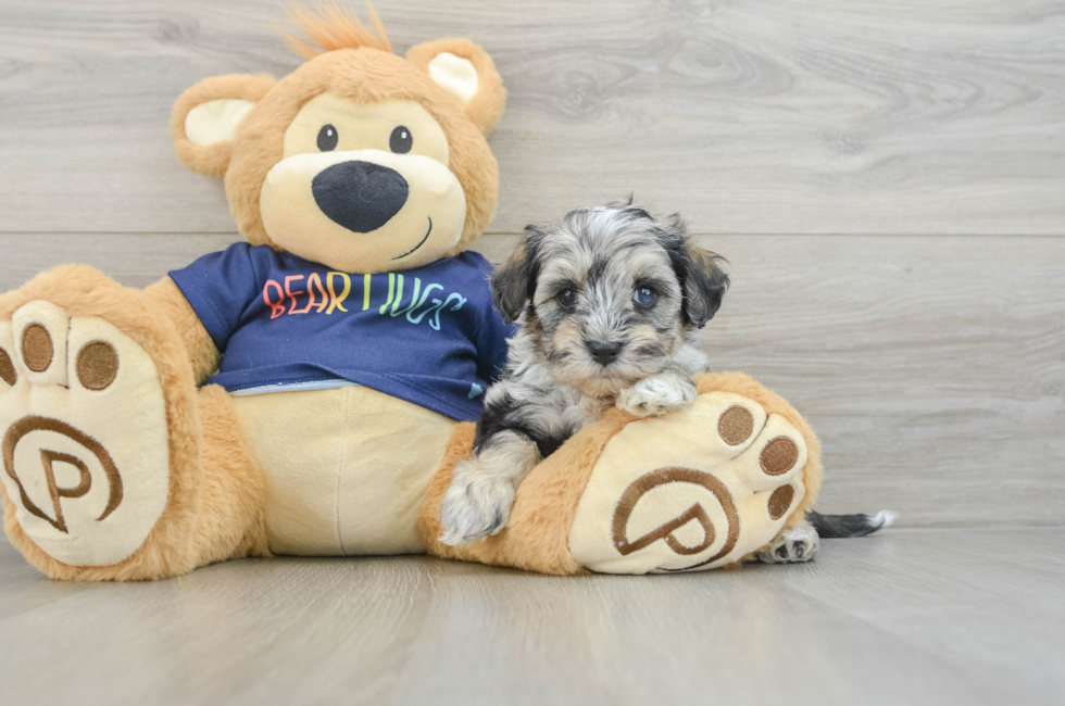 6 week old Mini Schnoodle Puppy For Sale - Florida Fur Babies