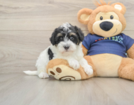 5 week old Mini Schnoodle Puppy For Sale - Florida Fur Babies
