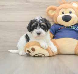 7 week old Mini Schnoodle Puppy For Sale - Florida Fur Babies