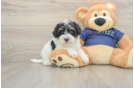 Cute Mini Schnoodle Poodle Mix Puppy