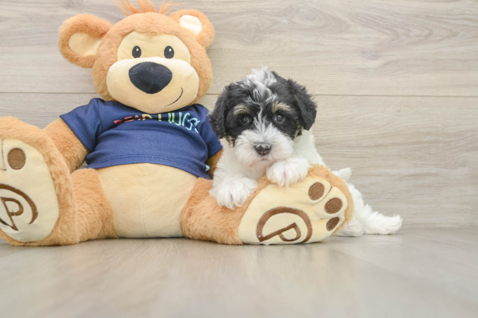 Cute Mini Schnoodle Baby