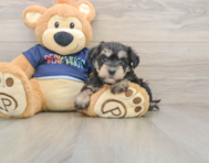 7 week old Mini Schnoodle Puppy For Sale - Florida Fur Babies