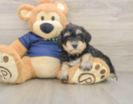 5 week old Mini Schnoodle Puppy For Sale - Florida Fur Babies