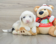 6 week old Mini Sheepadoodle Puppy For Sale - Florida Fur Babies