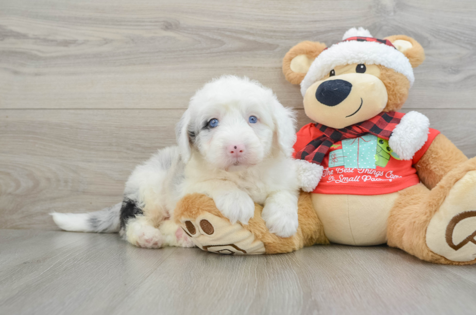 5 week old Mini Sheepadoodle Puppy For Sale - Florida Fur Babies