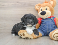 5 week old Mini Sheepadoodle Puppy For Sale - Florida Fur Babies