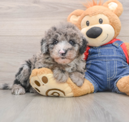 5 week old Mini Sheepadoodle Puppy For Sale - Florida Fur Babies