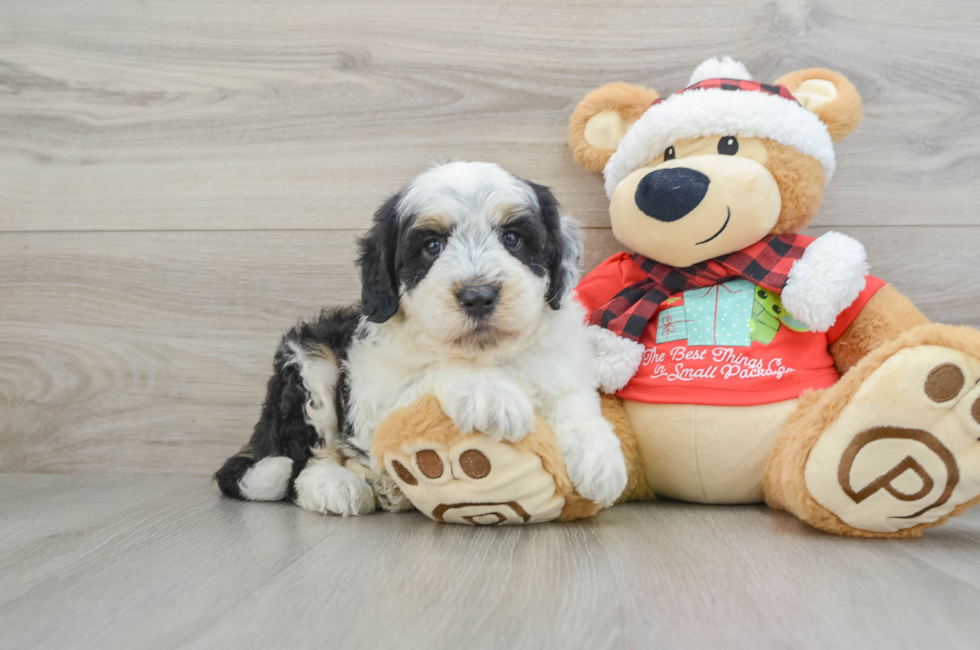 5 week old Mini Sheepadoodle Puppy For Sale - Florida Fur Babies