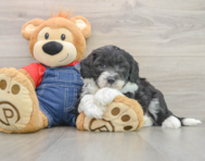 6 week old Mini Sheepadoodle Puppy For Sale - Florida Fur Babies
