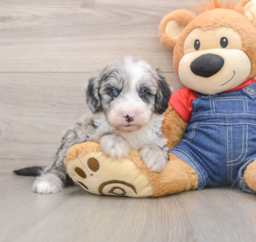 5 week old Mini Sheepadoodle Puppy For Sale - Florida Fur Babies