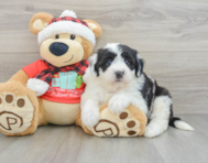 6 week old Mini Sheepadoodle Puppy For Sale - Florida Fur Babies