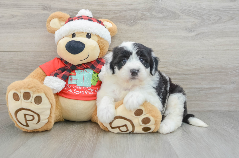 5 week old Mini Sheepadoodle Puppy For Sale - Florida Fur Babies