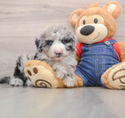 6 week old Mini Sheepadoodle Puppy For Sale - Florida Fur Babies