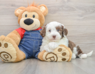 6 week old Mini Sheepadoodle Puppy For Sale - Florida Fur Babies