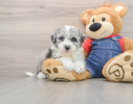 7 week old Mini Sheepadoodle Puppy For Sale - Florida Fur Babies