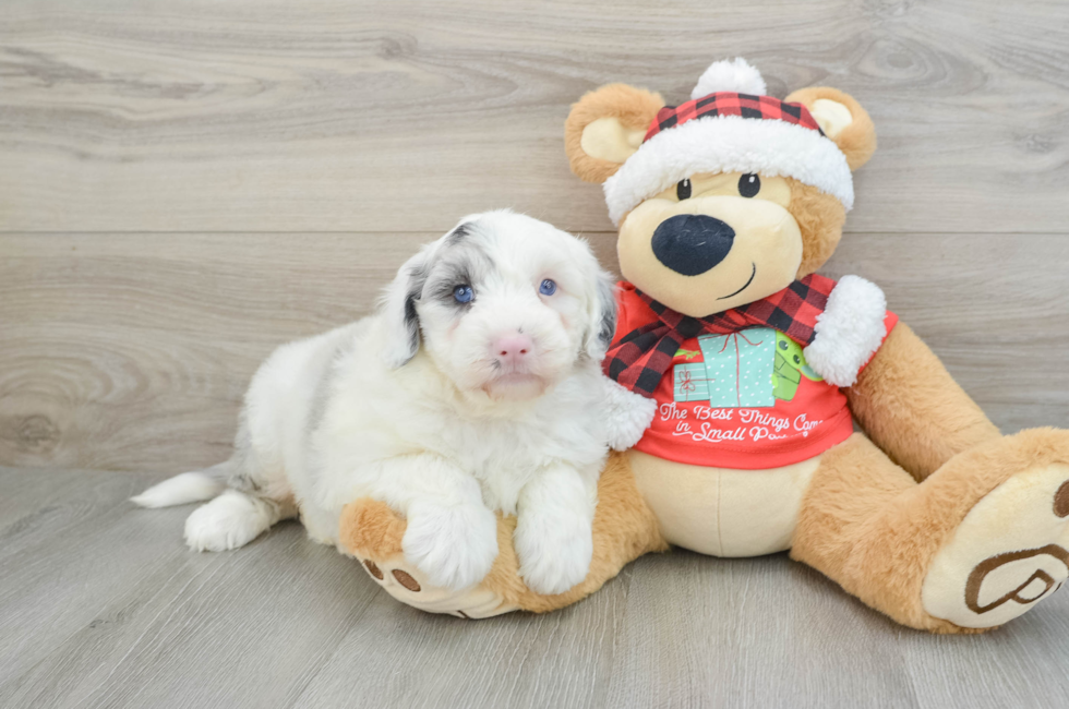 5 week old Mini Sheepadoodle Puppy For Sale - Florida Fur Babies