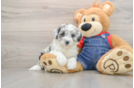 Smart Mini Sheepadoodle Poodle Mix Pup