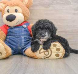 6 week old Mini Sheepadoodle Puppy For Sale - Florida Fur Babies