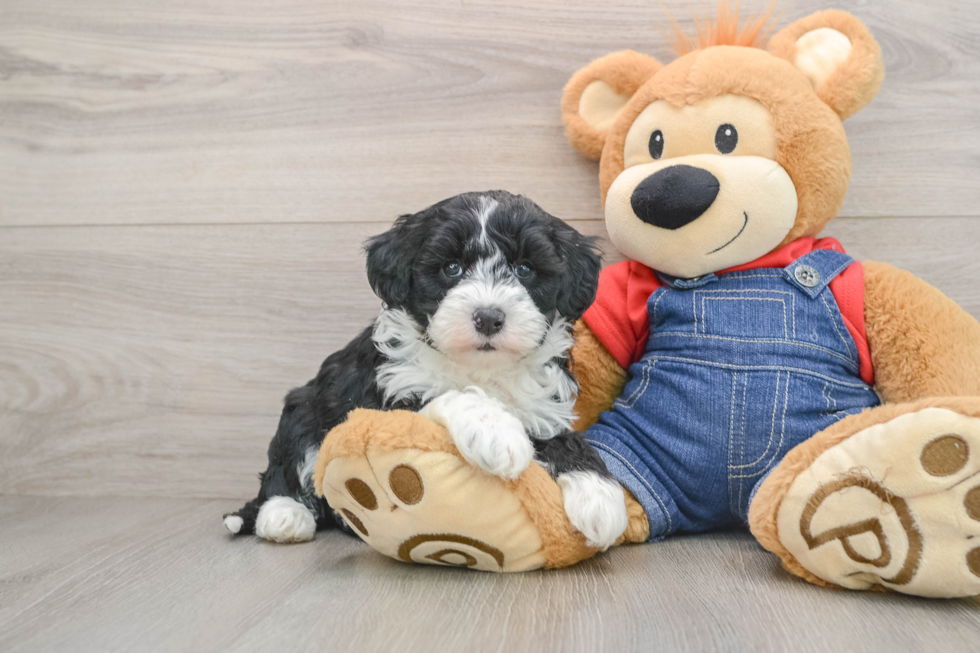Hypoallergenic Sheep a Poo Poodle Mix Puppy