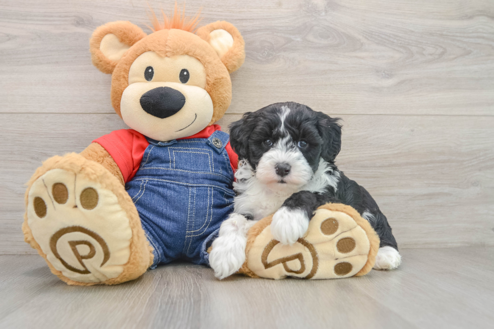 Mini Sheepadoodle Puppy for Adoption