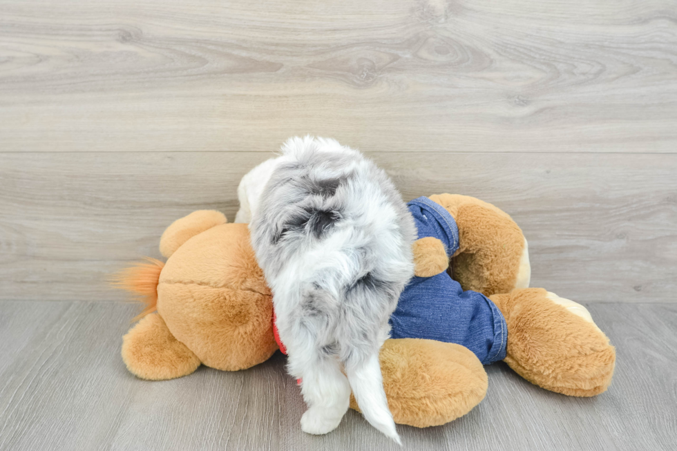 Cute Mini Sheepadoodle Baby