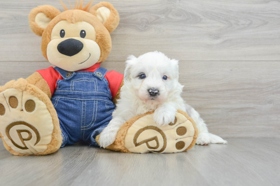 8 week old Mini Sheepadoodle Puppy For Sale - Florida Fur Babies