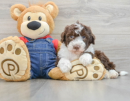 6 week old Mini Sheepadoodle Puppy For Sale - Florida Fur Babies