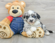 5 week old Mini Sheepadoodle Puppy For Sale - Florida Fur Babies