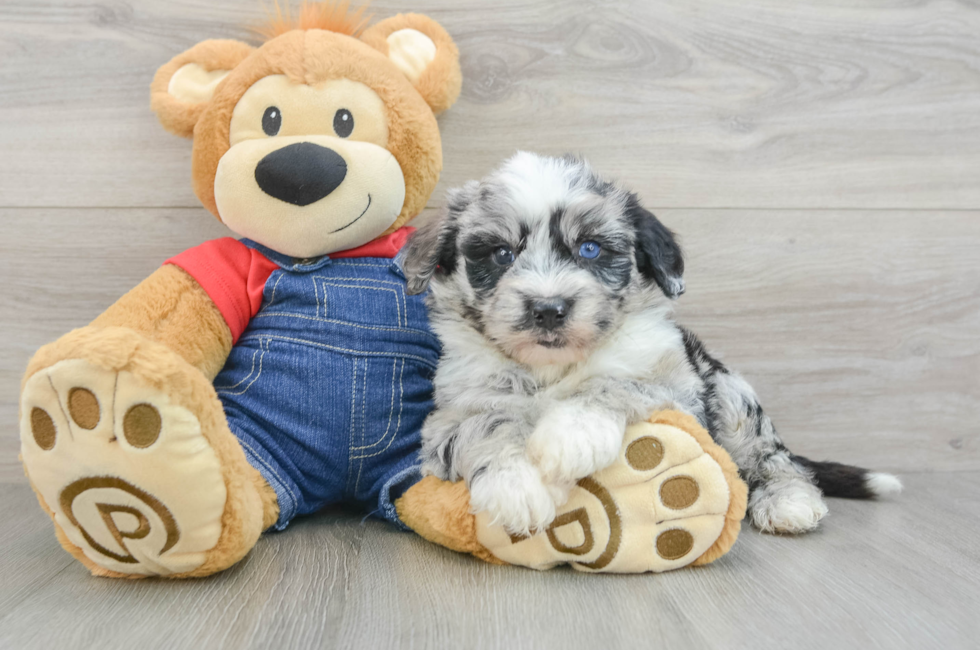 5 week old Mini Sheepadoodle Puppy For Sale - Florida Fur Babies