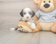 5 week old Mini Sheepadoodle Puppy For Sale - Florida Fur Babies