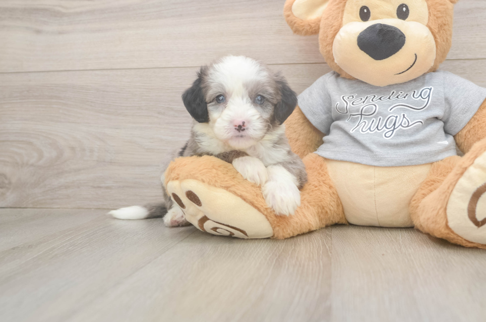 5 week old Mini Sheepadoodle Puppy For Sale - Florida Fur Babies