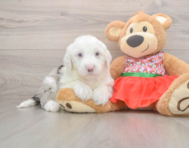 5 week old Mini Sheepadoodle Puppy For Sale - Florida Fur Babies