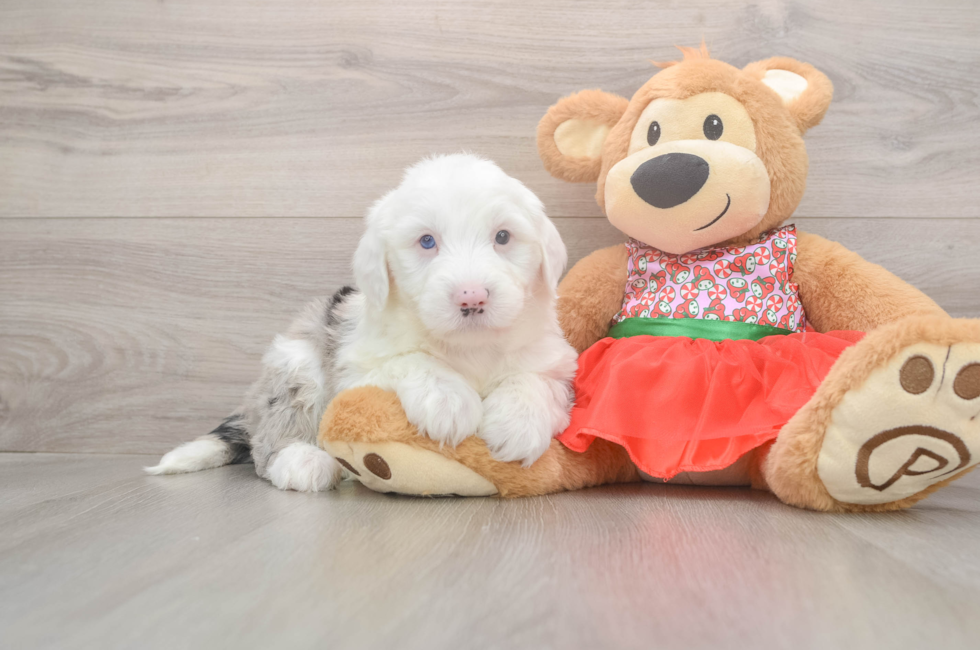 5 week old Mini Sheepadoodle Puppy For Sale - Florida Fur Babies