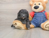 5 week old Mini Sheepadoodle Puppy For Sale - Florida Fur Babies