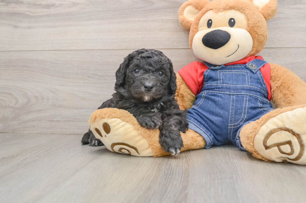 Mini Sheepadoodle Pup Being Cute