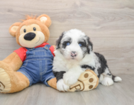 5 week old Mini Sheepadoodle Puppy For Sale - Florida Fur Babies