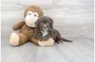 Meet Kane - our Mini Sheepadoodle Puppy Photo 2/3 - Florida Fur Babies