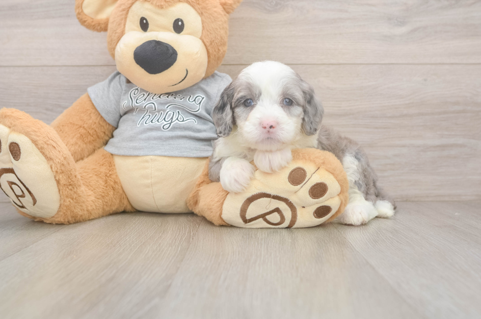 5 week old Mini Sheepadoodle Puppy For Sale - Florida Fur Babies