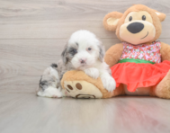 5 week old Mini Sheepadoodle Puppy For Sale - Florida Fur Babies