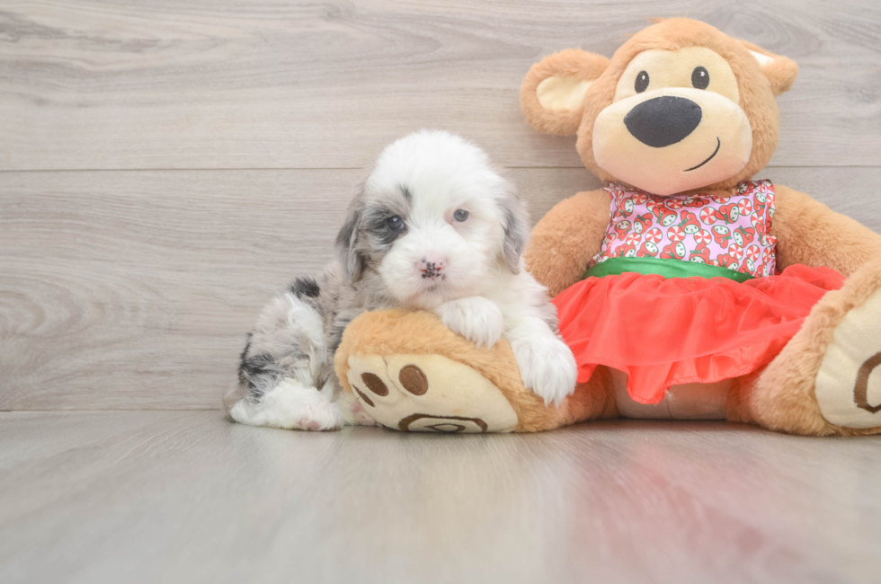 5 week old Mini Sheepadoodle Puppy For Sale - Florida Fur Babies
