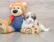 5 week old Mini Sheepadoodle Puppy For Sale - Florida Fur Babies